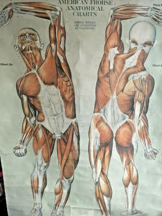 Huge Adam Rouilly Anatomical Medical Chart Muscles Very Rare L@@k Not Skeleton