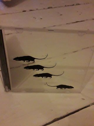 The Stranglers - Rat Print Cd Case Only (no Cd) - Very Rare