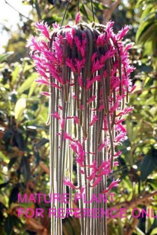 4 Cuttings 2 " Rat Tail Cactus Aporocactus Flagelliform Rare Succulent Plant Pink