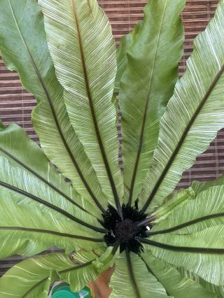 Rare Asplenium Antiquum ‘variegatum’ Variegated Bird Nest Fern Plant Monstera 4k