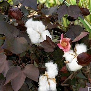 10 Red Foliated Cotton Seeds,  Gossypium Hirsutum,  Usa Seller,  Rare,  Fresh Seeds