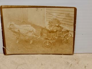 Antique Photograph Child With Goat Wagon Buffalo Ny