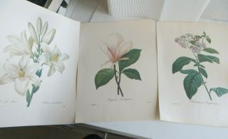 3 Vintage Botanical Print Lily Magnolia Heliotrope Pj Redoute 10 X 13 1/2 "