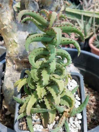 Aloe Castilloniae - Large Plant - Well Rooted Cutting With Offsets