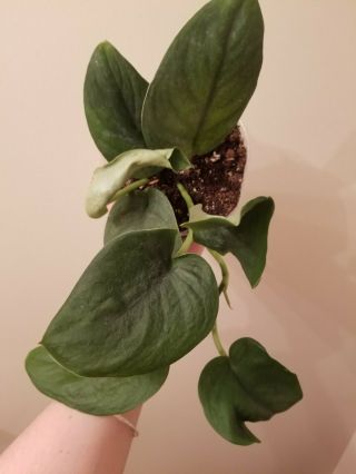 Rare - Scindapsus Jade Satin Pothos,  Rooted Plant