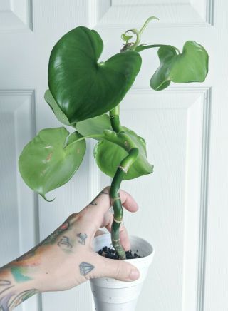 Philodendron Grazielae Plant Heart Shaped Lily Pad Rare Houseplant