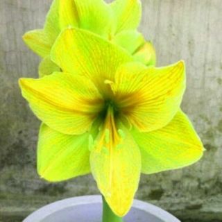 Amaryllis Bulbs Hippeastrum Perennial Resistant Flowers Bright Yellow Rare Plant