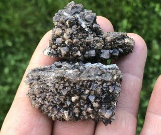 Reilly’s Rocks: 2 Specimens,  Rare Smoky Quartz On Arizona Petrified Wood