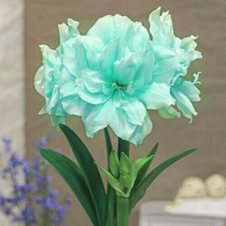 Amaryllis Bulbs Hippeastrum Double Flowers Blue Rare Plant Resistant Garden Lawn