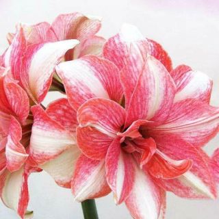 Amaryllis Bulbs Flowers Double Hippeastrum Rare Perennial Resistant Rainbow Gift