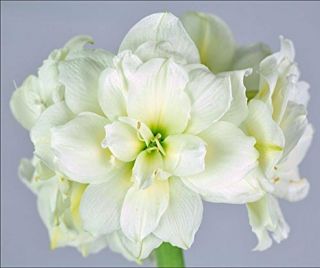 Amaryllis Hippeastrum Bulbs Perennial Flowers Double White Snow Rare Impressive