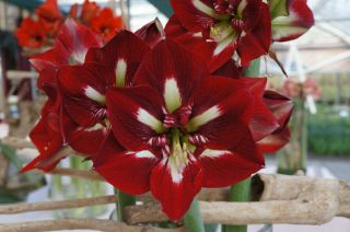 Amaryllis Bulbs Dutch Barbados Hippeastrum Perennial Rare Hardy Upright Balcony