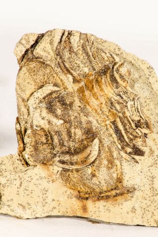 M255 - Top Rare Partial Teresellus Lower Cambrian Trilobite Poleta Fm Nevada P/n
