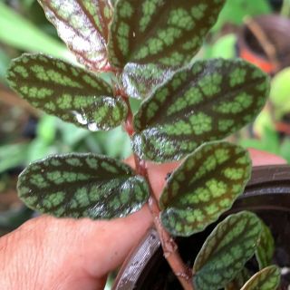 Pellionia Repens Rare Polynesian Ivy Watermelon Vine Rainbow Variegated Begonia