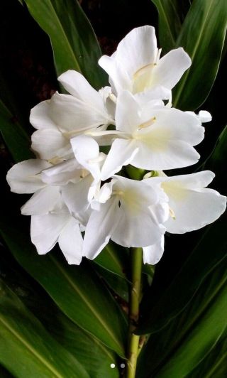 Canna Lily Impressive 2 Bulbs Perennial White Flower Rare Tropical Plant Home