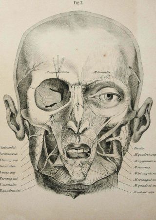 1879 Antique Lithograph Human Anatomy.  Head.  Brain.  Eyes.  Mooth.  Nose.  Skull.