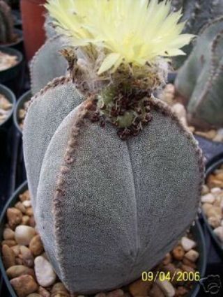 Astrophytum Cuadricostatum Rare Cactus Seed 15 Seeds