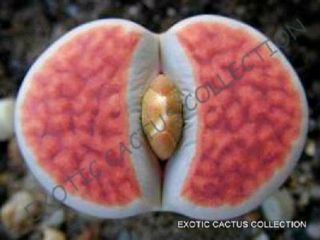 Rare Lithops Karasmontana Orange Ice,  Living Stones Rare Mesembs Seed - 15 Seeds