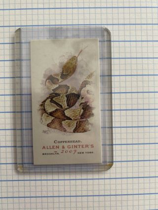 Rare 2007 Allen & Ginter Mini Copperhead Snakes Card 2