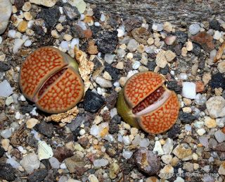 Rare Lithops Hallii Ochracea Living Stones Rock Red Mesemb Exotic Seed 30 Seeds