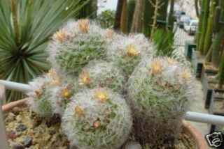 Mammillaria Bocasana @@ Cacti Rare Cactus Seed 20 Seeds