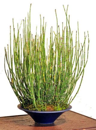 Rare Prehistoric Bamboo Plant - Equisetum - 4 " Pot - Easy To Grow Indoors