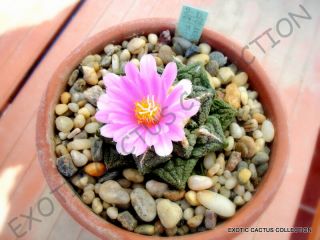 Rare Ariocarpus Fissuratus @ Exotic Living Stone Rock Cactus Cacti Seed 10 Seeds
