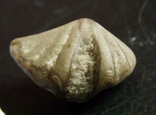 Very Rare Silurian Brachiopod.  Cyrtia Exporrecta.  Sweden.  Nºsp6