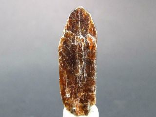 Large Very Rare Xenotime Y Crystal From Brazil - 0.  9 " - 19.  4 Carats