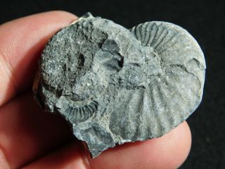 A Very Rare 100 Natural Triassic Era Ammonite Fossil From Nevada 28.  9gr