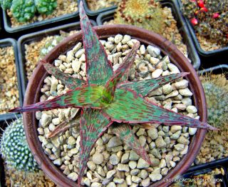 Rare Aloe Cultivar Fang Exotic Hybrid Color Succulent Cactus Cacti Seed 10 Seeds