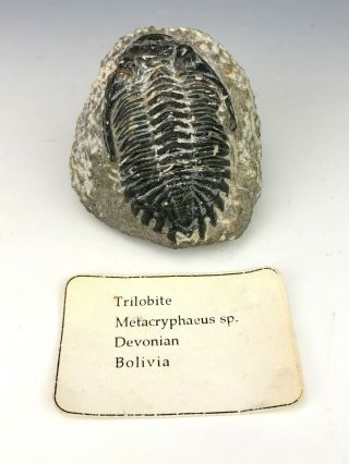Rare Fossil Metacryphaeus Sp.  Devonian Trilobite Bolivia Specimen