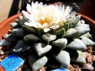 Rare Ariocarpus Retusus @j@ Exotic Desert Living Rock Cactus Cacti Seed 10 Seeds