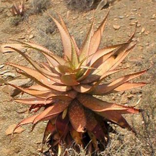 Aloe Khamiesensis Exotic Succulent Rare Cactus Seed Garden Plant Agave 15 Seeds