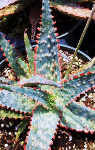 Rare Aloe Cultivar Fire Coral Exotic Hybrid Color Succulent Cacti Seed 10 Seeds