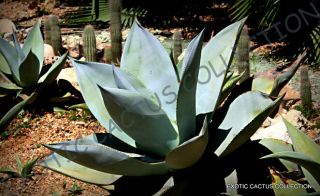 Rare Agave Guiengola @ Creme Brulee Exotic Succulent Aloe Plant Seed - 15 Seeds