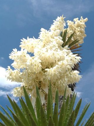 Yucca Carnerosana,  Exotic Succulent Rare Cactus Seed Aloe Agave Garden - 15 Seeds