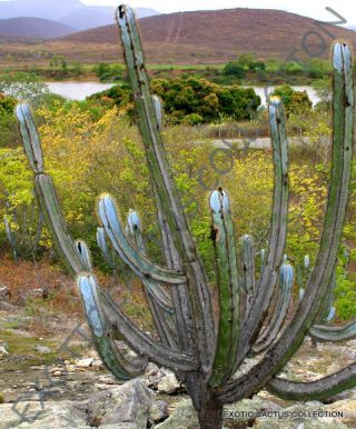 Rare Pilosocereus Magnificus @@ Exotic Color Columnar Cacti Cactus Seed 10 Seeds