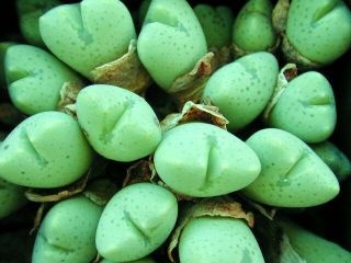Rare Conophytum Quaesitum Exotic Cactus Living Stones Mesemb Cacti Seed 15 Seeds