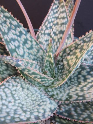 Aloe Cultivar Marmalade Exotic Hybrid Rare Color Succulent Cactus Seed 10 Seeds