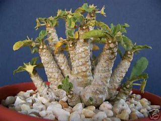 Dorstenia Sp Exotic Rare Succulents Caudex Bonsai Cactus Seed Cacti 20 Seeds
