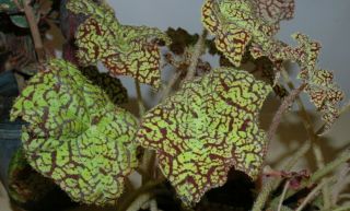 Very Rare Dr.  Block Begonia Plant - 3.  75 " Pot - Terrarium/fairy Garden/houseplant