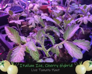 Live Tomato Plant,  Italian Ice Cherry Hybrid Heirloom Rare Indoor/outdoor