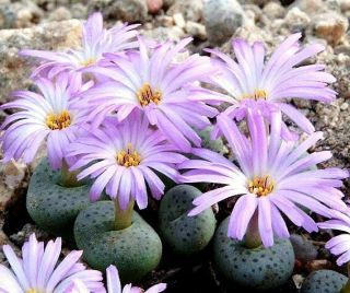 Conophytum Jucundum Ssp Fragile Rare Living Stones Mesemb Cacti Seed 15 Seeds