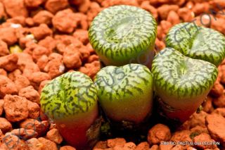 Rare Conophytum Obcordellum Ssp Ceresianum @ Living Stones Mesemb Cacti 15 Seeds