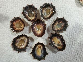 Limpets Shells Valentine Sea Shell Large Rare Vintage Brown