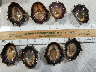 Limpets Shells Valentine Sea Shell Large Rare Vintage Brown 2