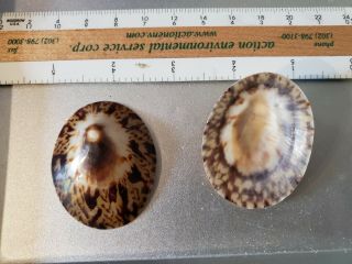 Limpets Shells Valentine Sea Shell Large Rare Vintage Brown 3