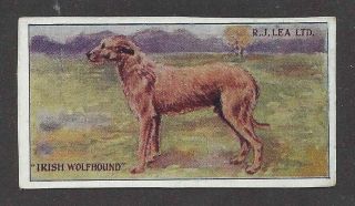1923 Rare Uk Dog Art Rj Lea Chairman Cigarette Card Irish Wolfhound