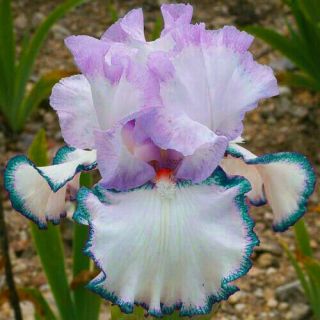 2 Iris Bulbs Perennial Resistant Perfume Flower Reblooming Bonsai Rare Plant Top